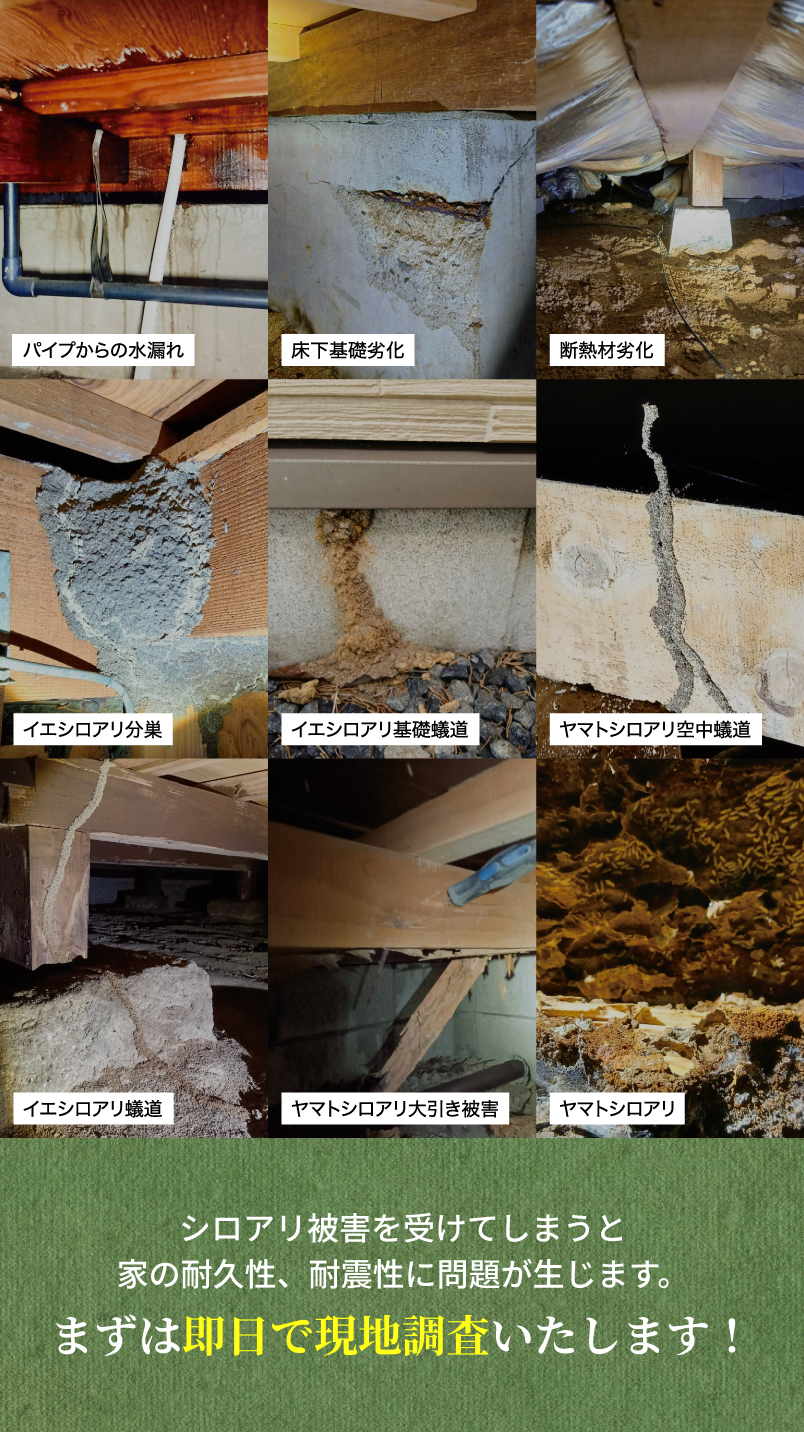シロアリ被害を受けてしまうと家の耐久性、耐震性に問題が生じます。まずは即日で現地調査いたします！